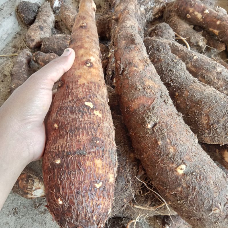 

talas mbothe mentah 1 kg / mbote/ enthek