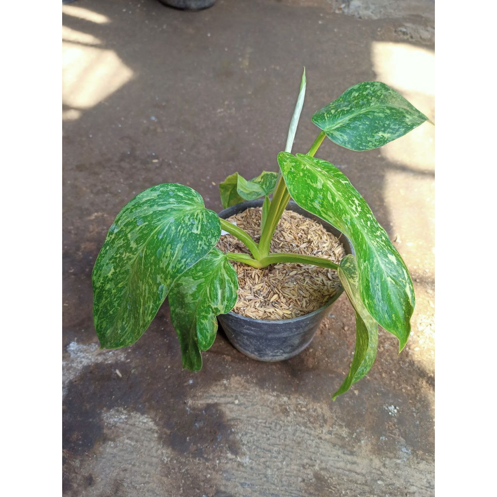 Philodendron Jose Buono Varigata