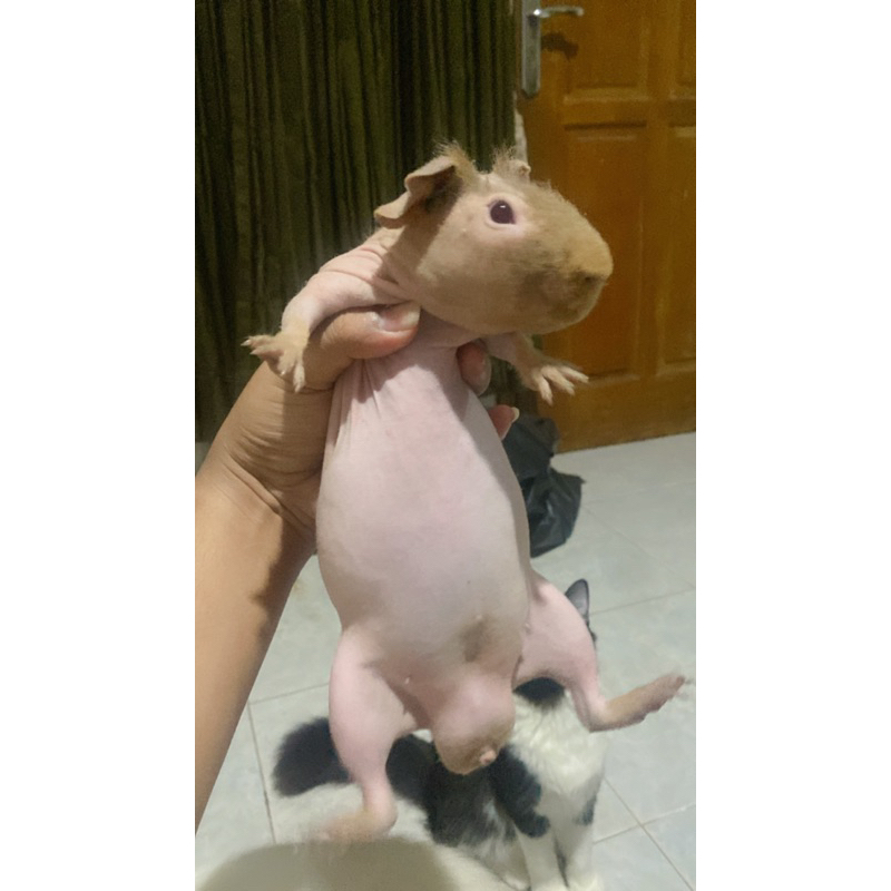 Guinea pig Marmut spynx