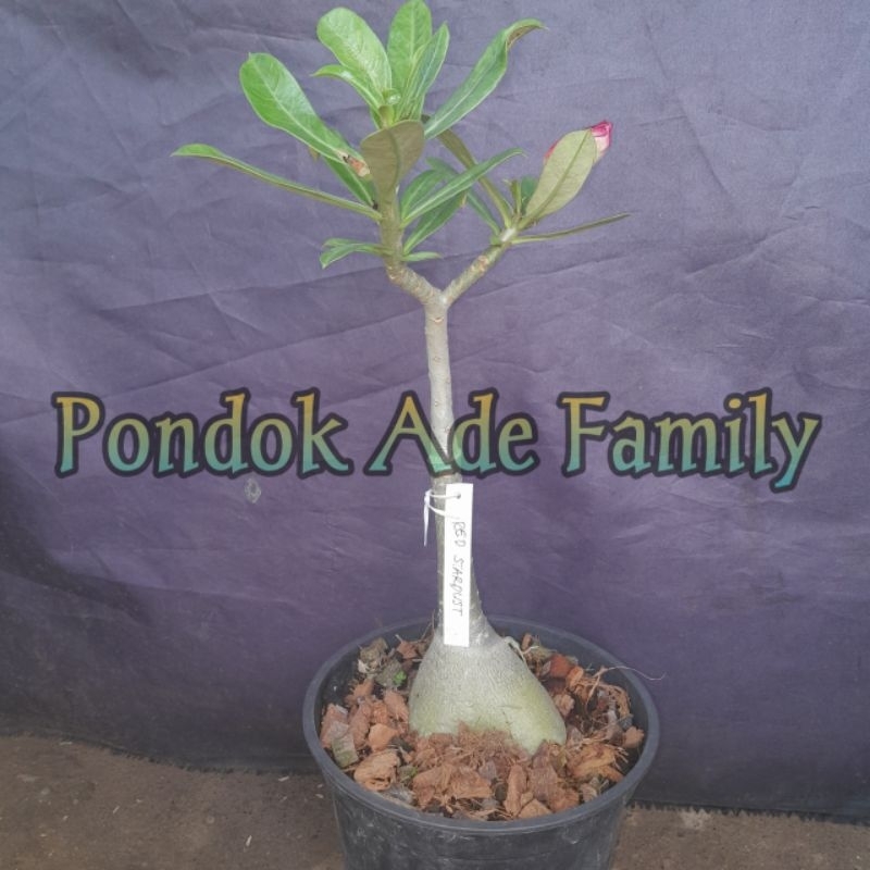 Size C - ADENIUM GRAFTING BUNGA TUMPUK