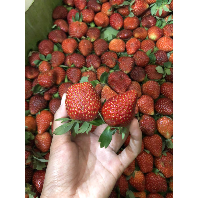 

stroberi strawberry lokal kemasan 250 gram fresh