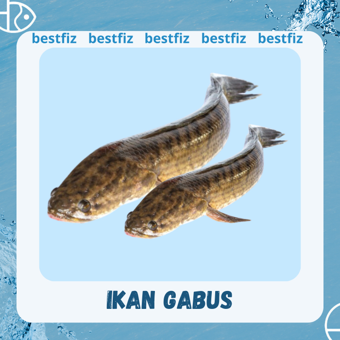 

Ikan Gabus