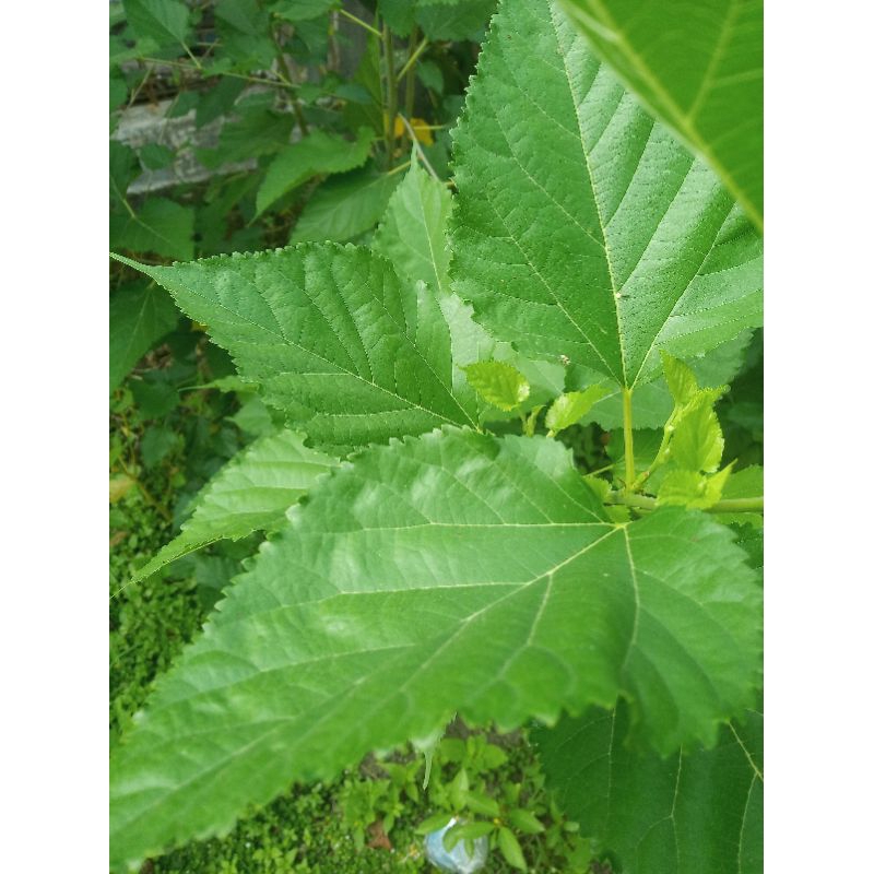 

Daun murbei segar 40 helai