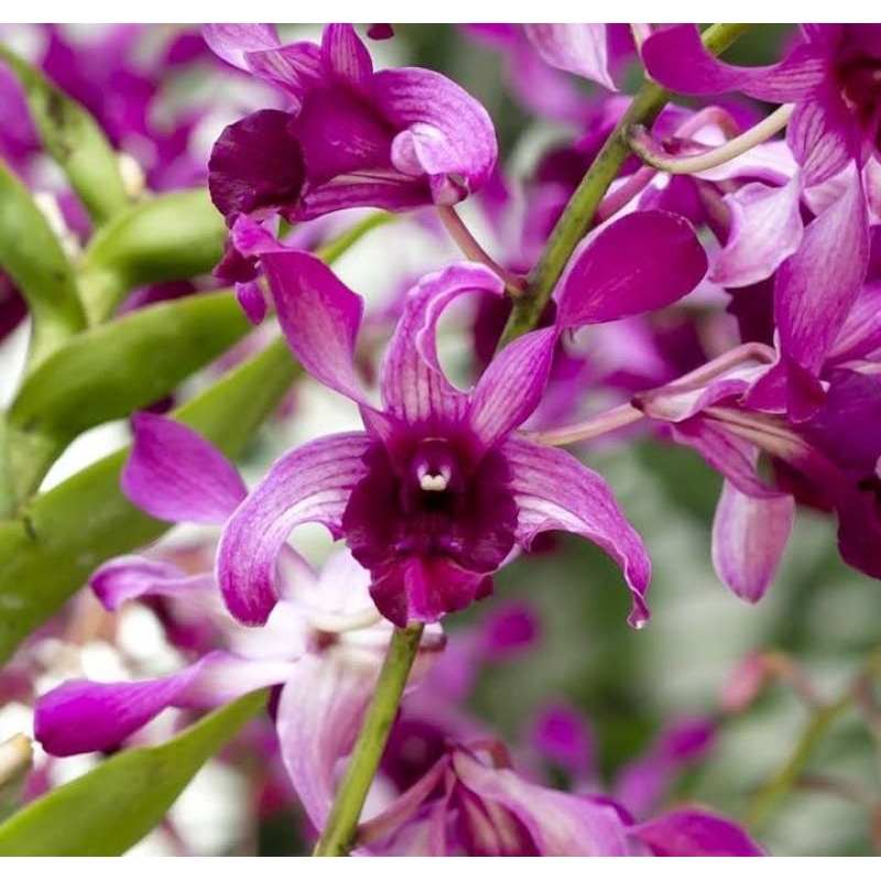 Anggrek Dendrobium inaraya red Sudah Dewasa