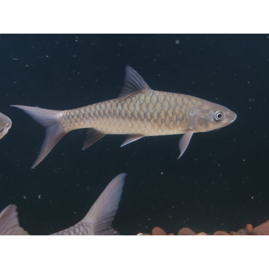 Replika Mahseer Neosoro / Hiasan Aquarium Mahseer Neosoro / Lempon / Mangur