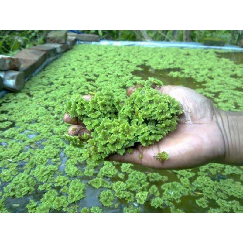 RUMPUT AZOLLA / AZOLA SUPER / NETTO 200GRM / BIBIT AZOLA