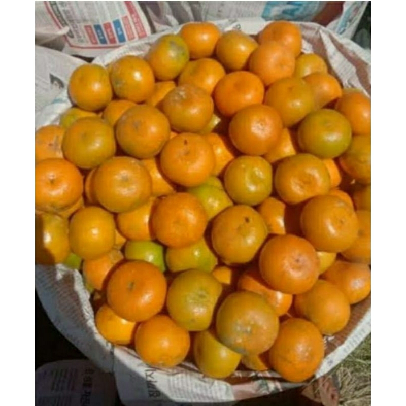 jeruk medan madu berastagih manis 1kg