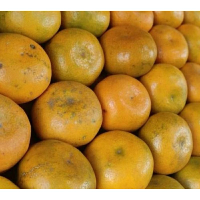jeruk medan madu berastagih manis 1kg