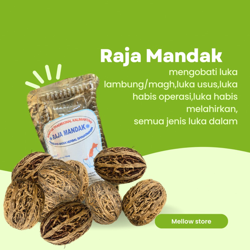 

Buah Raja Mandak Obat Luka Dalam Ramuan Kalimantan