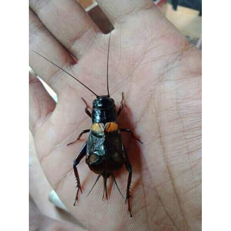 jangkrik pengusir tikus/jangkrik genggong aduan