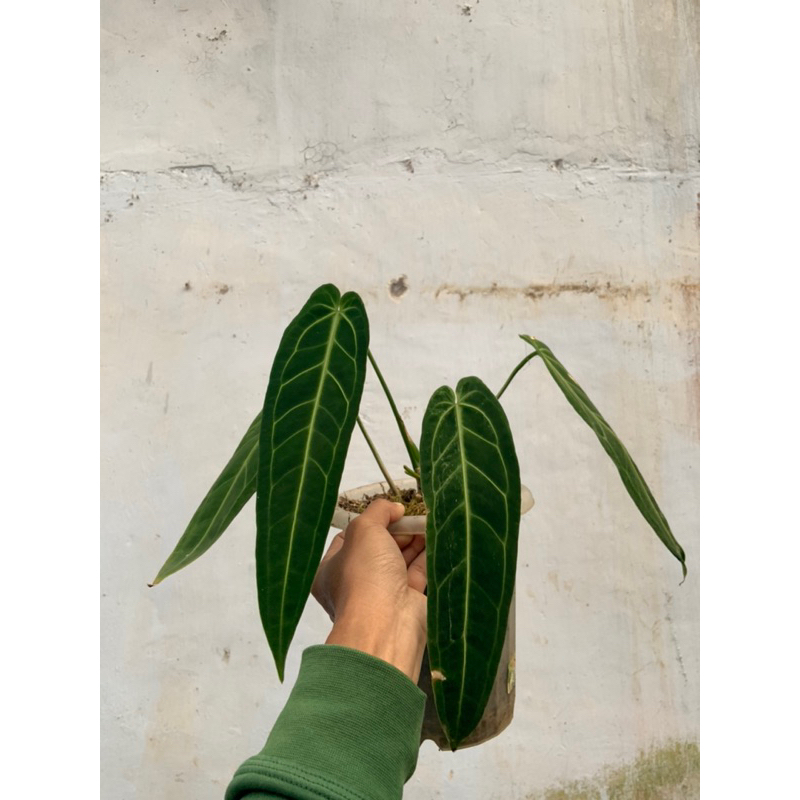 anthurium warocqueanum / lidah gajah