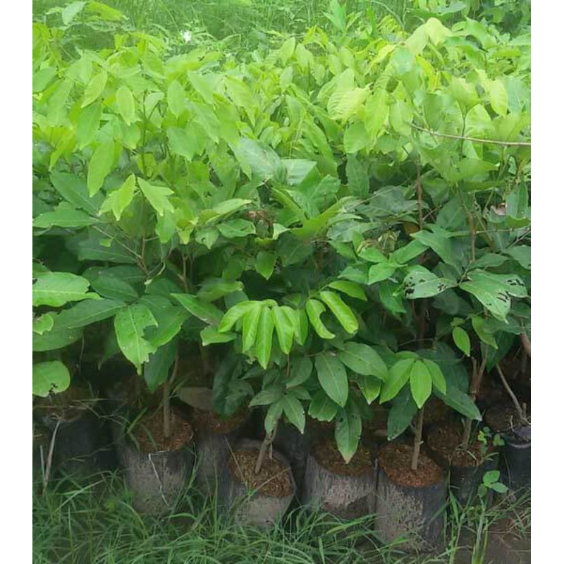 Bibit Rambutan Binjai Tanaman Pohon Rambutan Binjai
