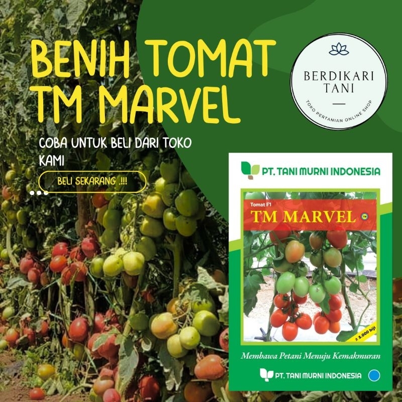 TM MARVEL || Benih Tomat Besar F-1 || 3000 biji
