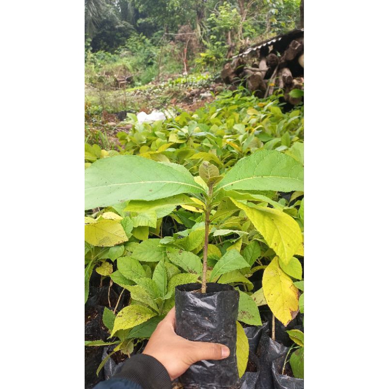 Bibit Jati Super - Tanaman Jati Emas - Pohon Jati Unggul