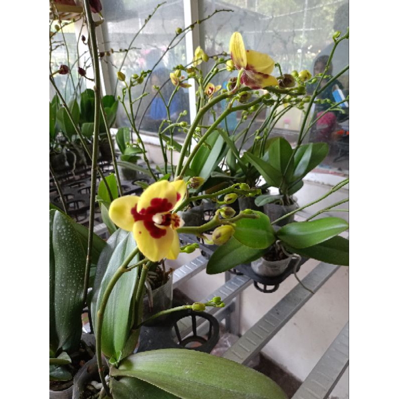 angbul berbunga kuning totol merah, 2 tangkai