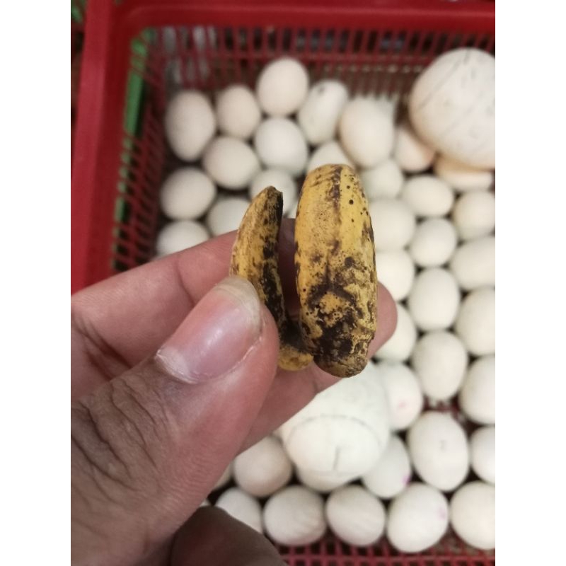 barang antik.cincin.batu fo sil antik