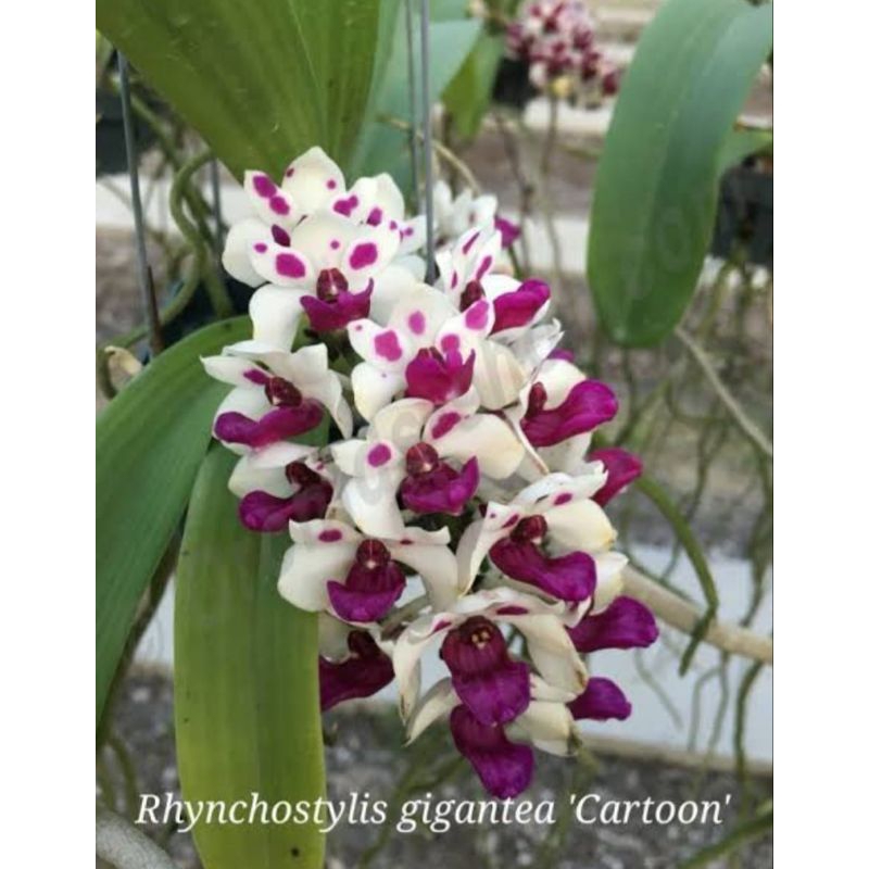 Anggrek Gigantea Carton