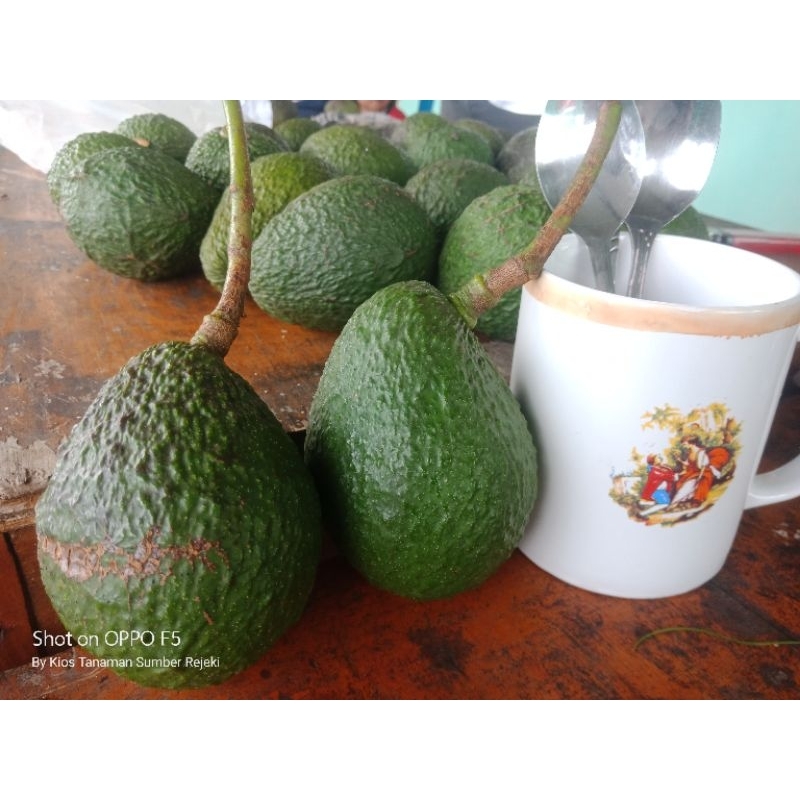 PAKET ENTRES 5 JENIS ALPUKAT ( HASS+PINKERTON+PAMELING+ALIGATOR+MARKUS )