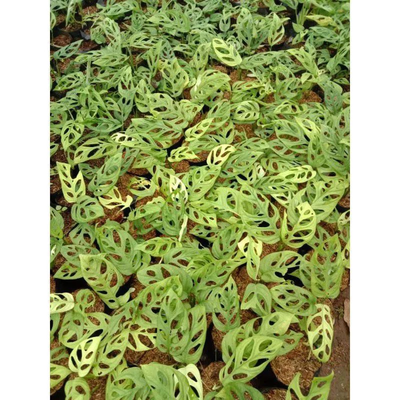 MURAH Tanaman hias monstera rambat janda bolong - tanaman hias obliqua janda bolong