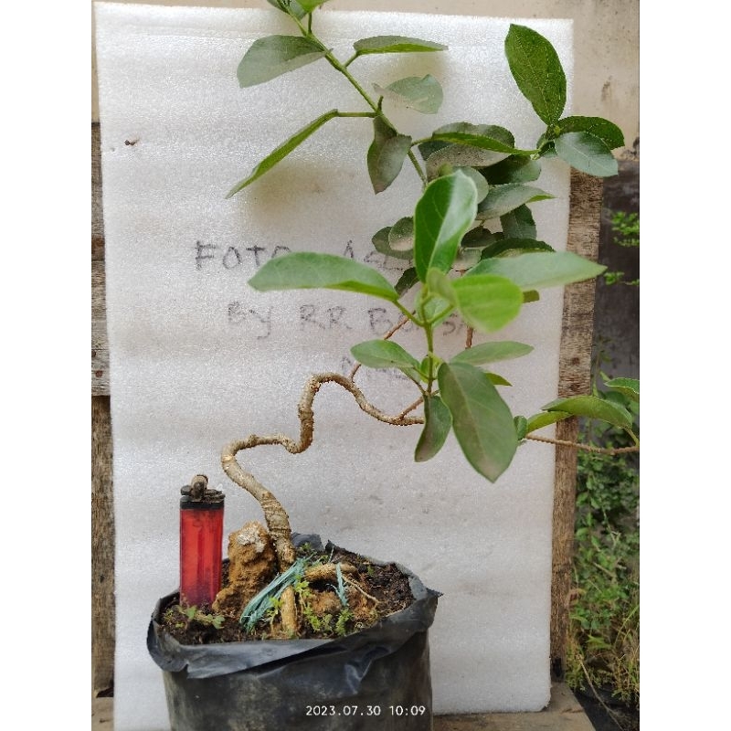 Bahan Bonsai Sancang Plintiran