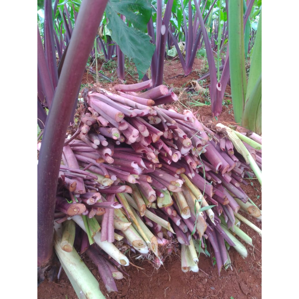Bibit Talas Bogor Pratama 3// Talas Ungu (5 Bibit) Jumbo