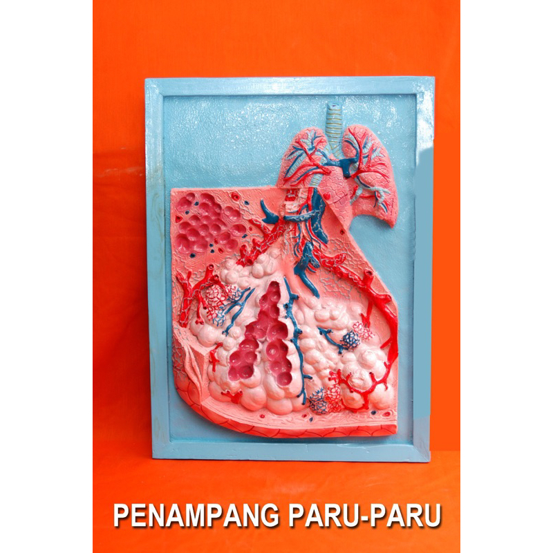 

penampang paru-paru alat peraga pendidikan