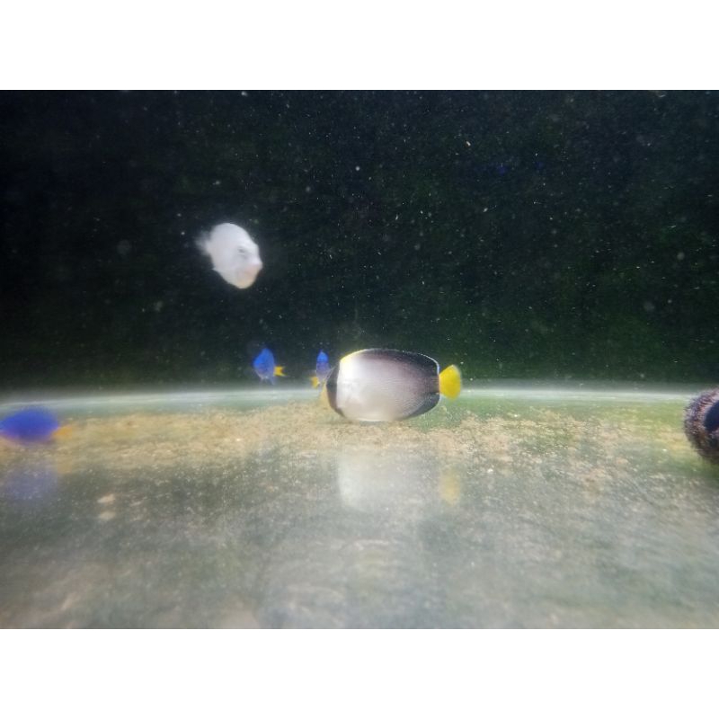 

Angel marmut marine fish