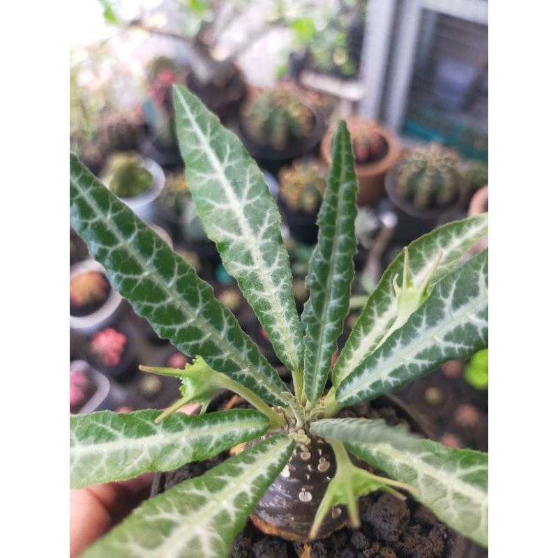 Dorstenia Lancifolia