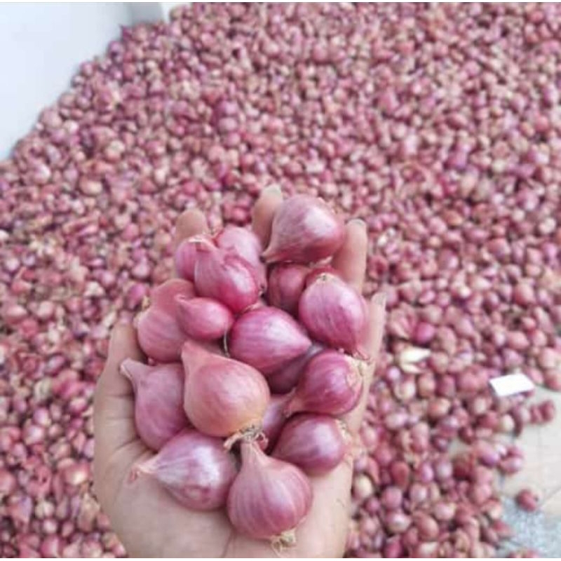 

bawang merah lokal