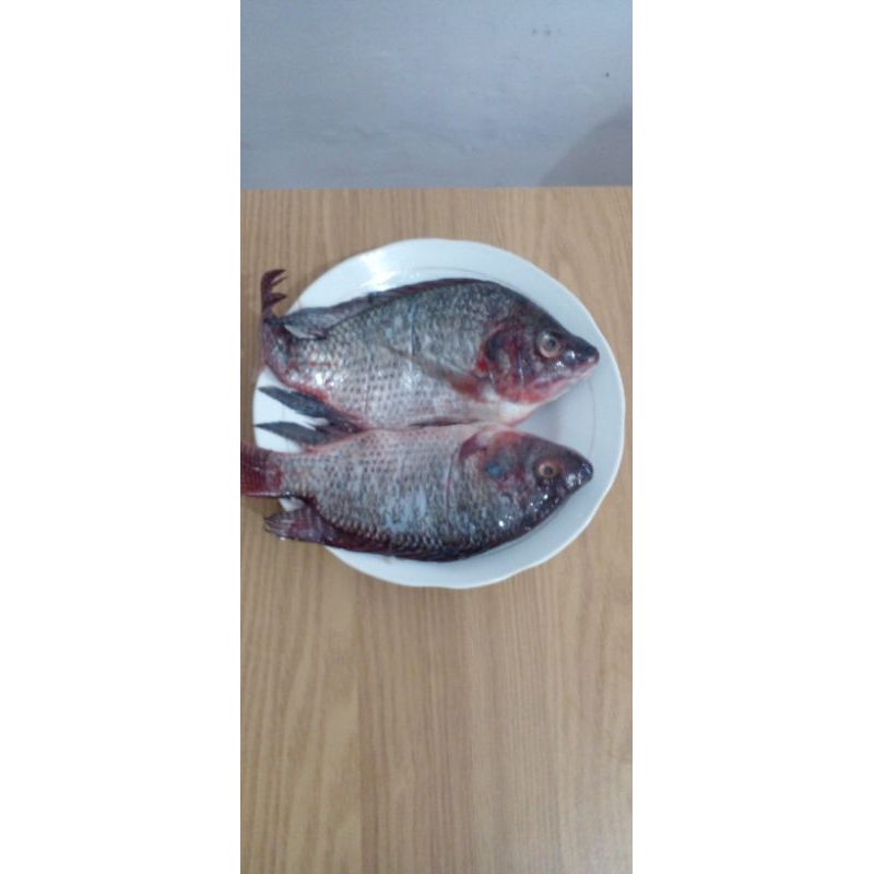 

ikan mujair nila segar 1kg