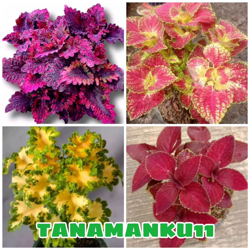 paket 4 tanaman miana ekor naga ping miana ekor naga kuning miana arjuna miana merah