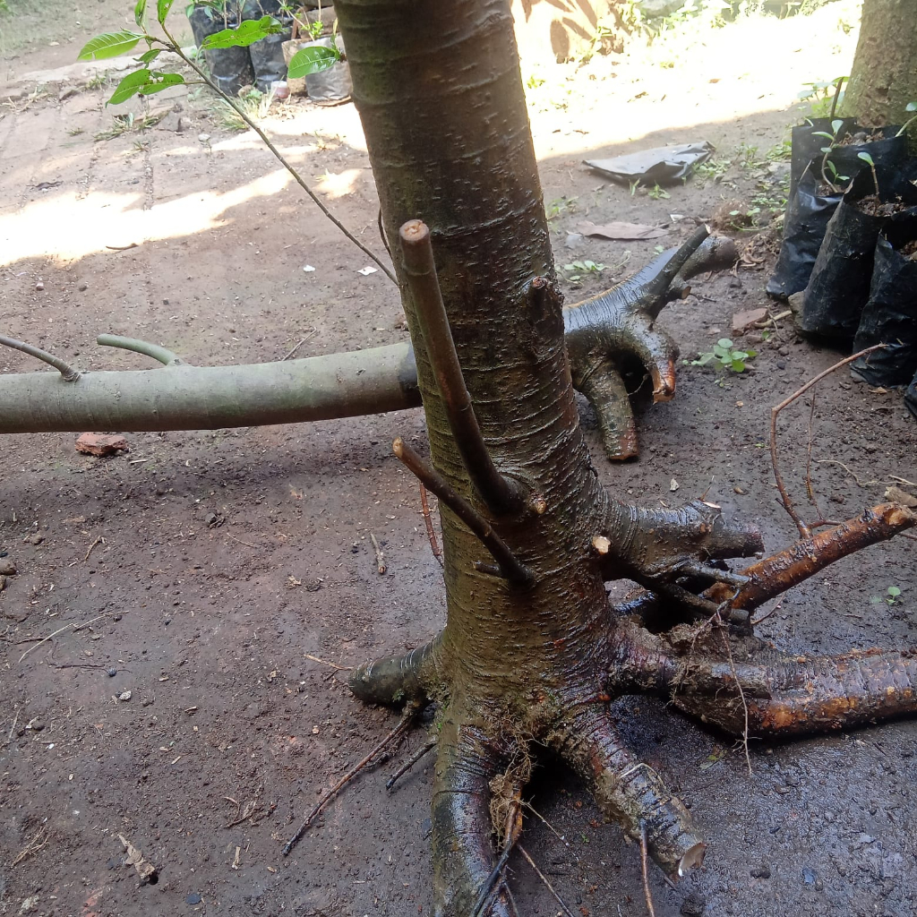 bahan bonsai loa dongkelan batang besar
