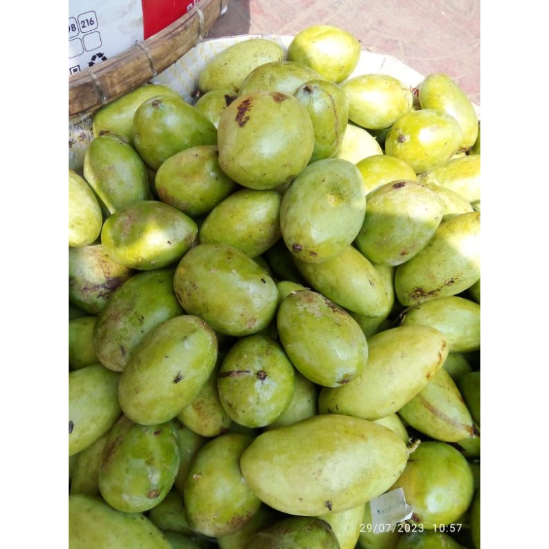 

mangga muda (rujak) 1kg