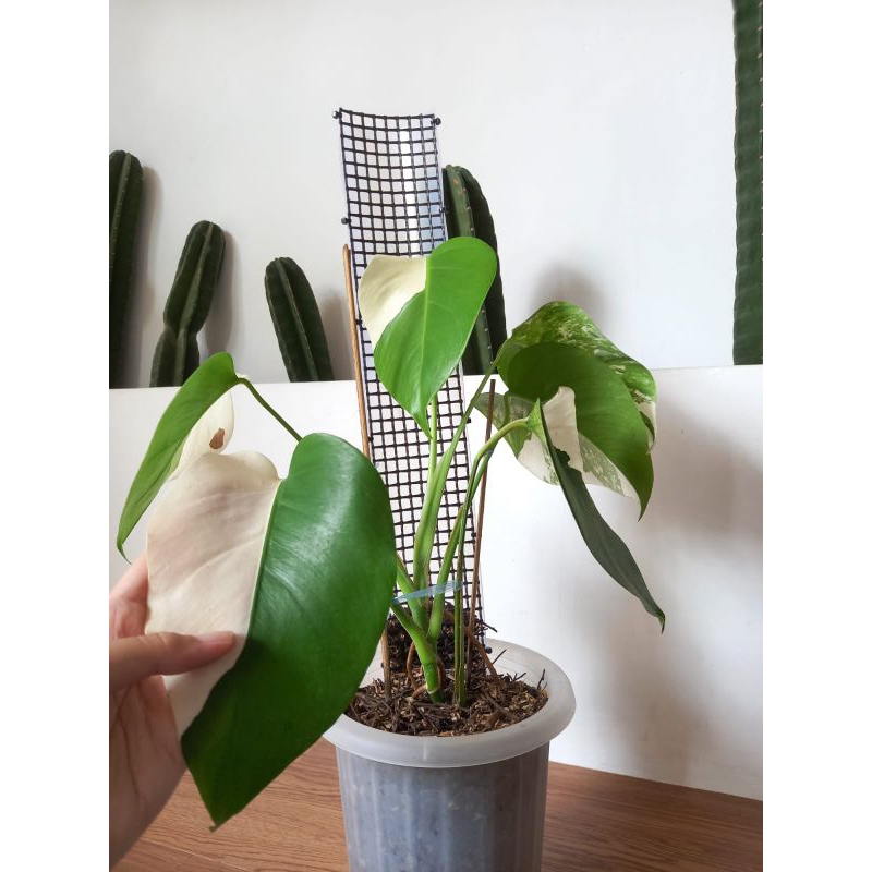 Monstera Variegata Halfmoon Marble