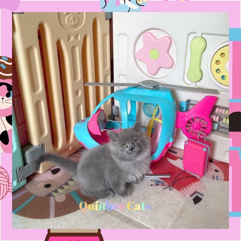 Kucing Persia  Betina Blue Solid / Abu