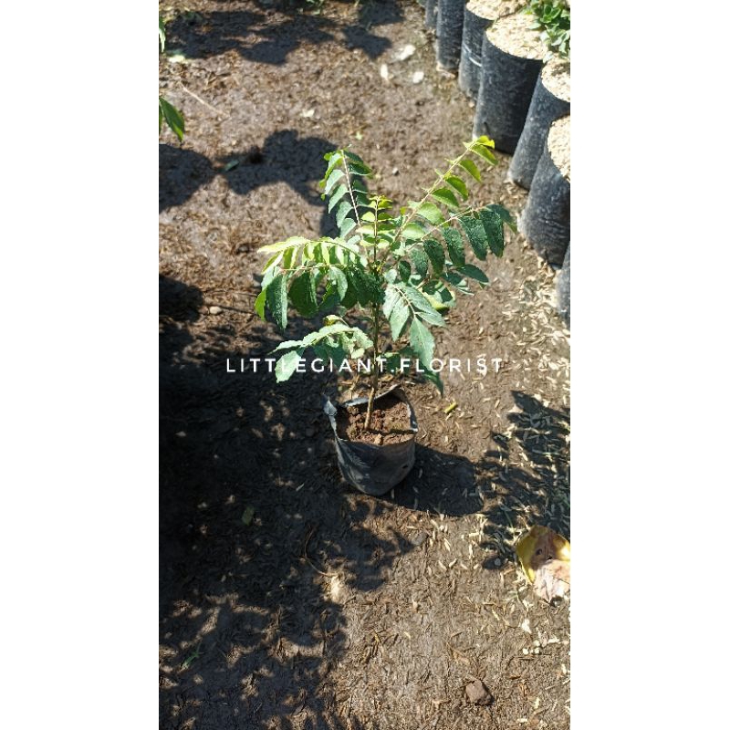 Bibit Tanaman Daun Kare/Daun Kari