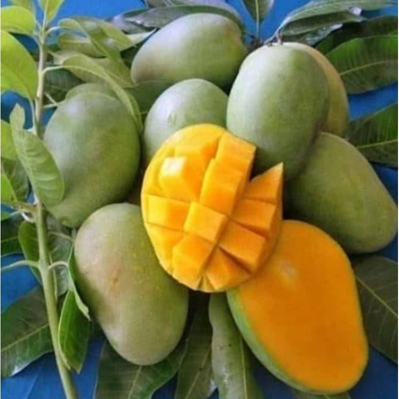 

Buah Mangga Manalagi