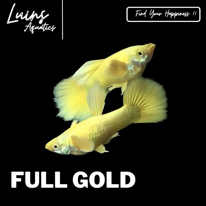 Hiasan Aquarium Ikan Guppy Full Gold Jantan Betina Sepasang Male Female Juve Indukan