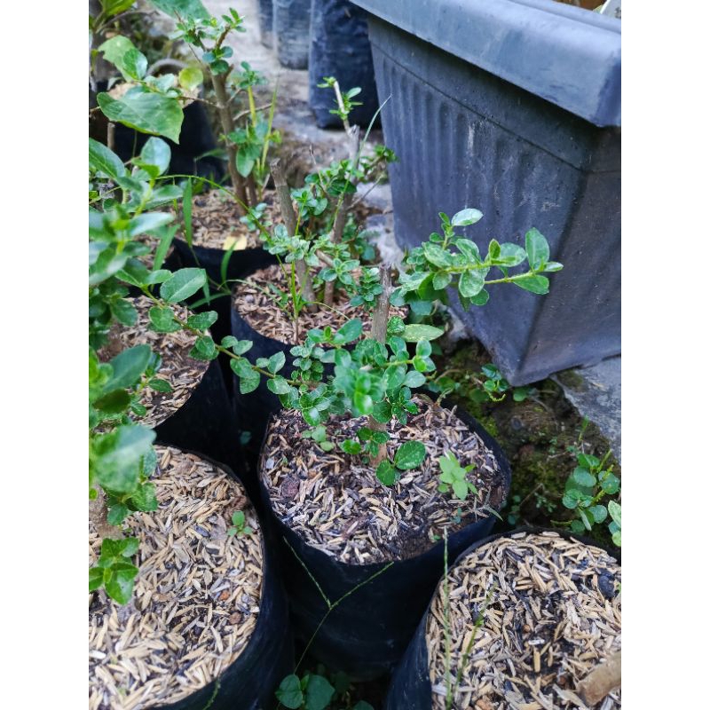 Sancang varigata bahan bonsai