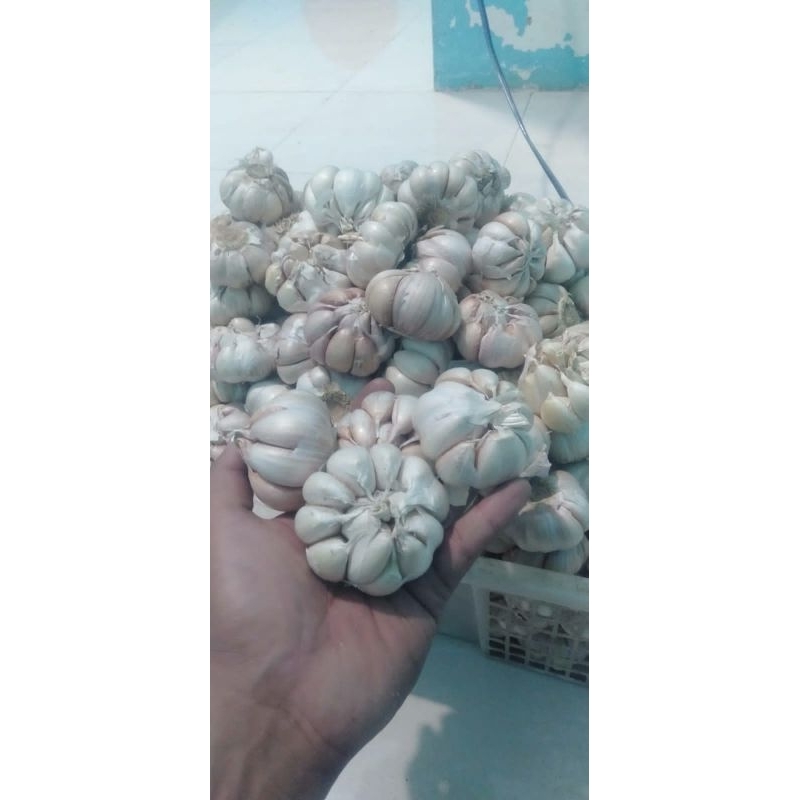 

Bawang Putih Honan