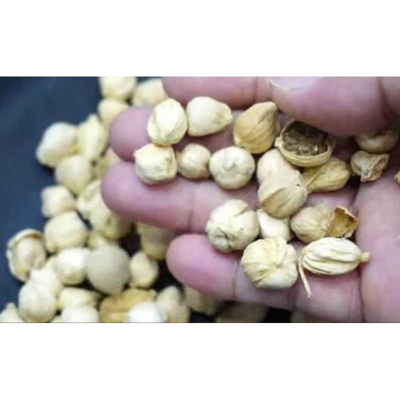 

MaRempah! Kapulaga Bumbu dapur kapulaga kering 50gr 25gr 10gr