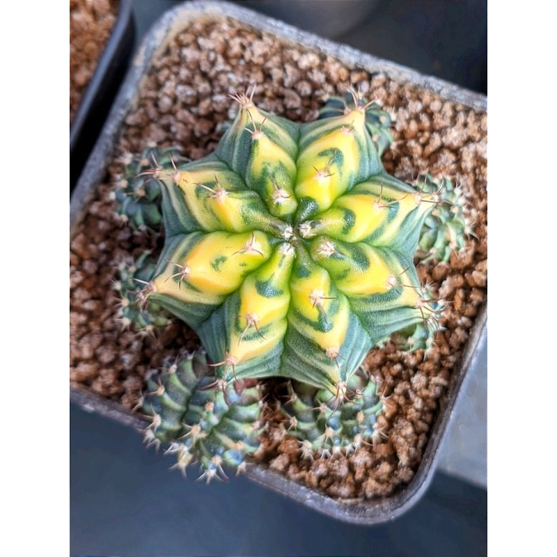 Kaktus cactus Gymno miha Gymnocalycium mihanovichii variegated varigata "Morning Glory"