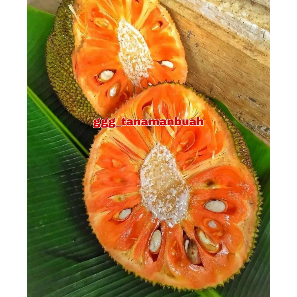 Bibit Nangka Merah Tinggi 1 meter Super