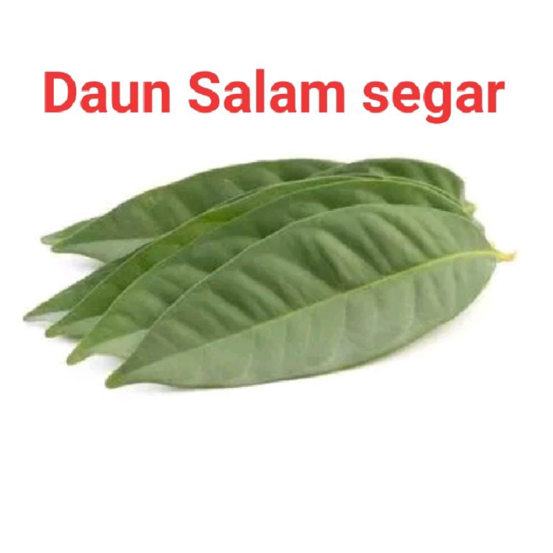 

Daun Salam Segar 1 ikat/Daun Salam freshh/Daun Salam sayur/Daun salam