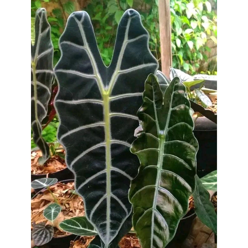 caladium liku/amazon