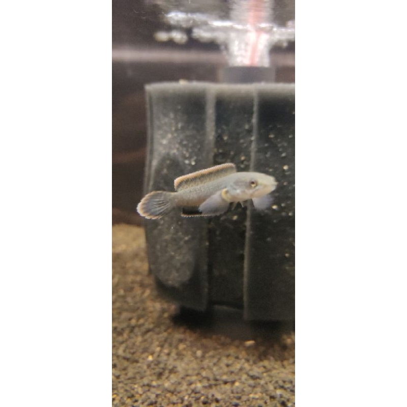 Limbata CB lawu 4-5 cm paket 10e