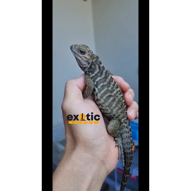 mainan rhinoceros iguana