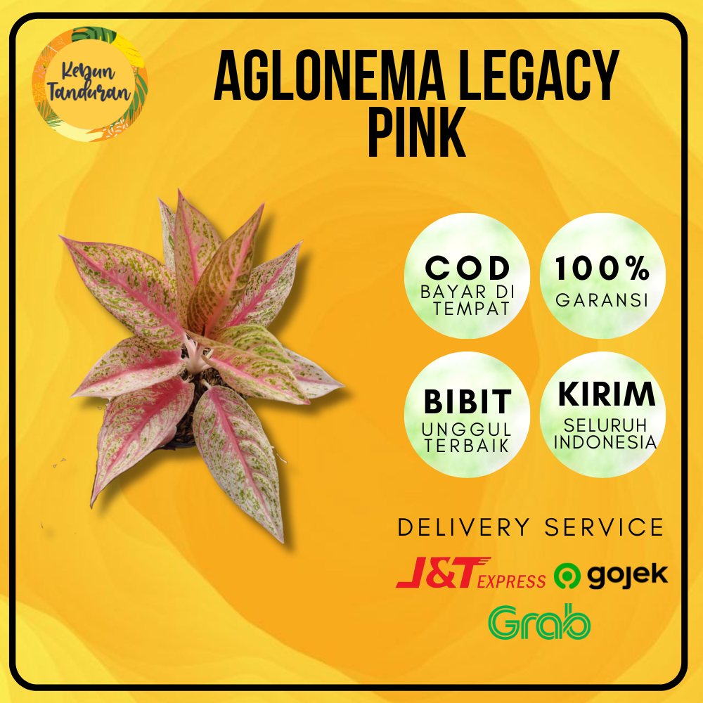 Tanaman Hias Indoor Aglonema Legacy Pink | Bibit Aglonema Legacy Pink