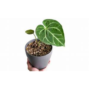 Tanaman Hias Anthurium Magnificum  hybrid