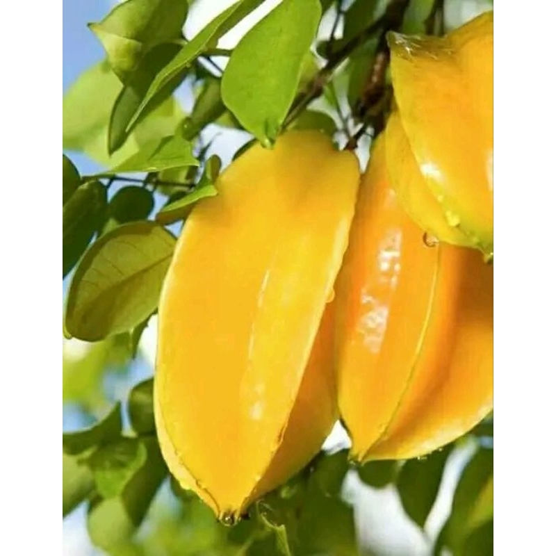 Bibit Belimbing Dewi Okulasi